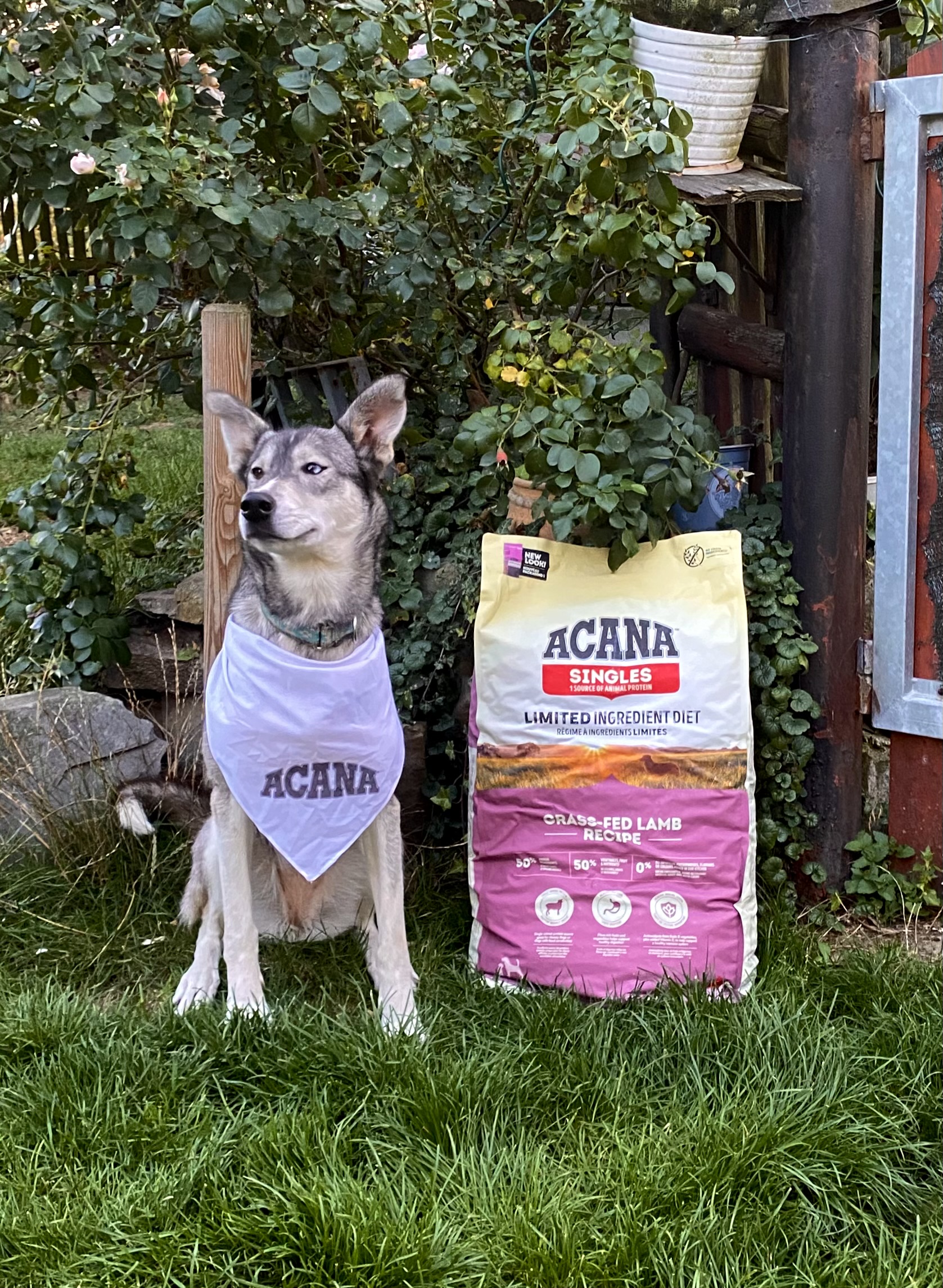 Sibiřský husky s šátkem ACANA vedle pytle krmiva ACANA